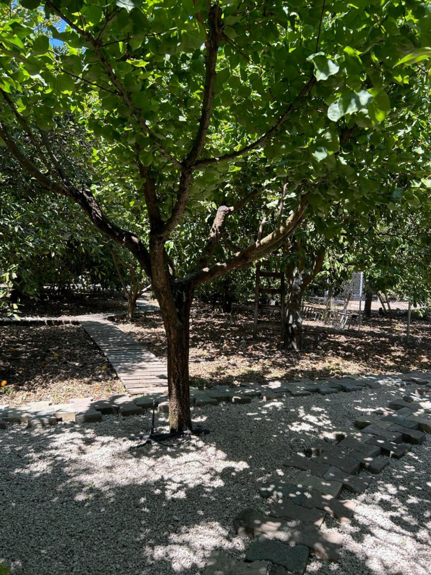 Valencia Grove Villa Miliou Exterior photo