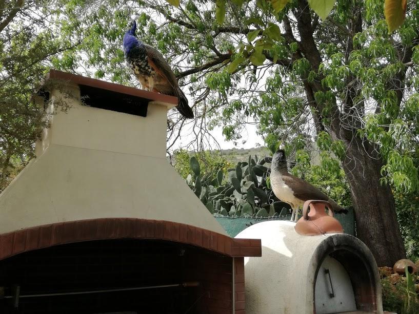 Valencia Grove Villa Miliou Exterior photo